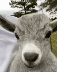 gyatt gif|funny goat gifs.